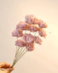 Japan Sola Wood Flower