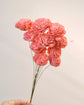Japan Sola Wood Flower