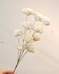 Japan Sola Wood Flower