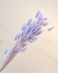 Japan Preserved Flower
