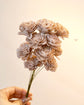 Japan Sola Wood Flower