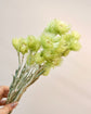 Japan Preserved Flower